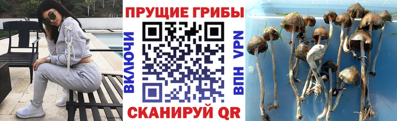 где купить   Пионерский  blacksprut ссылка  Галлюциногенные грибы Magic Shrooms 